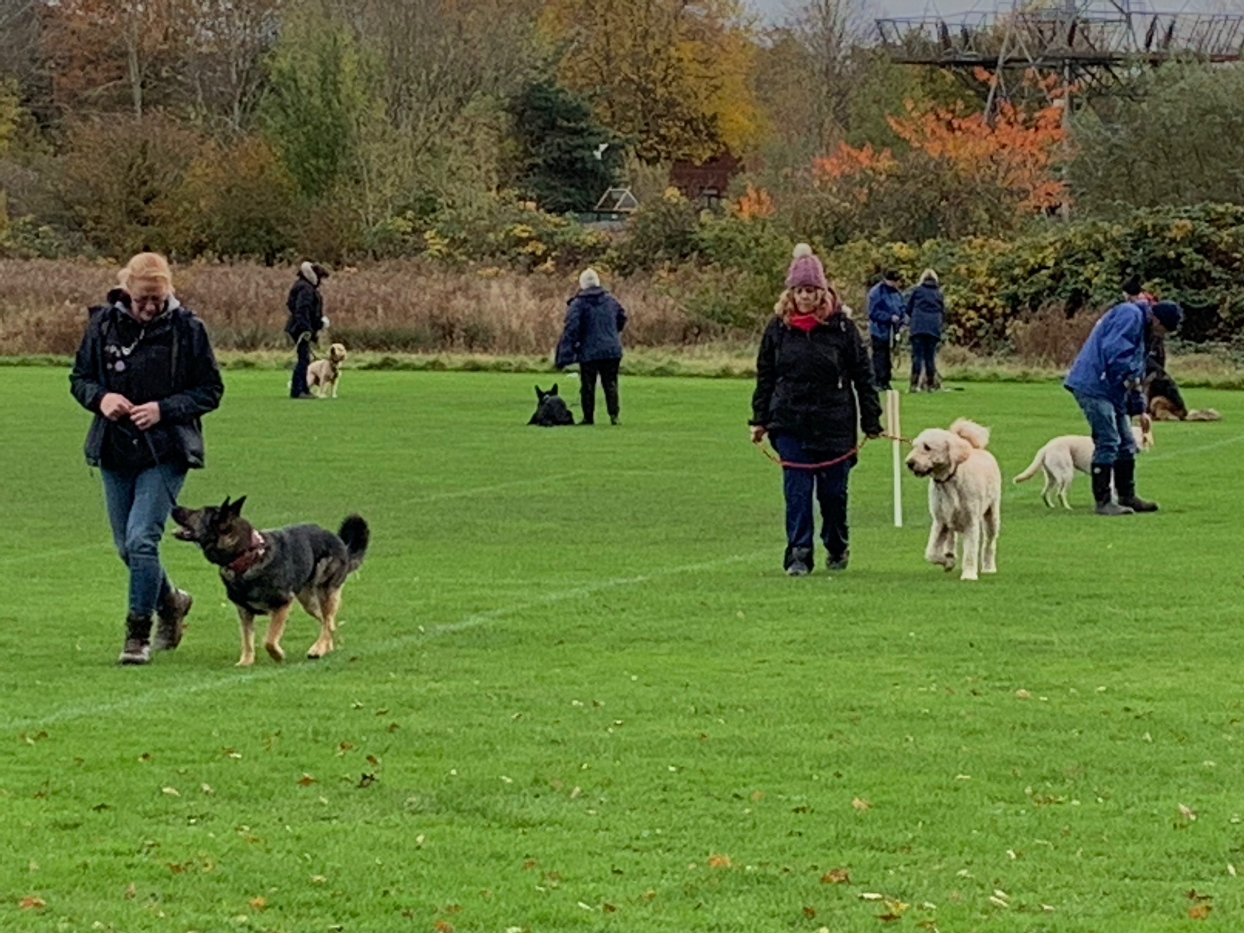 Read more about the article Dog training temporarily suspended in 2021